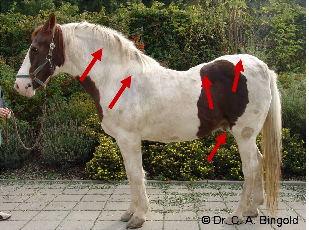 [Pferd+mit+EMS.jpg]