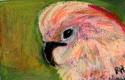 [pink_parrot_in_oil_pastel__aceo_size.jpg]