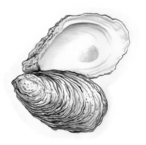 [cb_american_oyster.jpg]