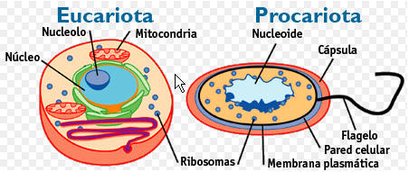 [Eucariota+y+procariota.jpg]