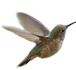 [home_hummingbird.jpg]