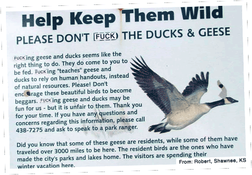 [fuck+ducks.gif]