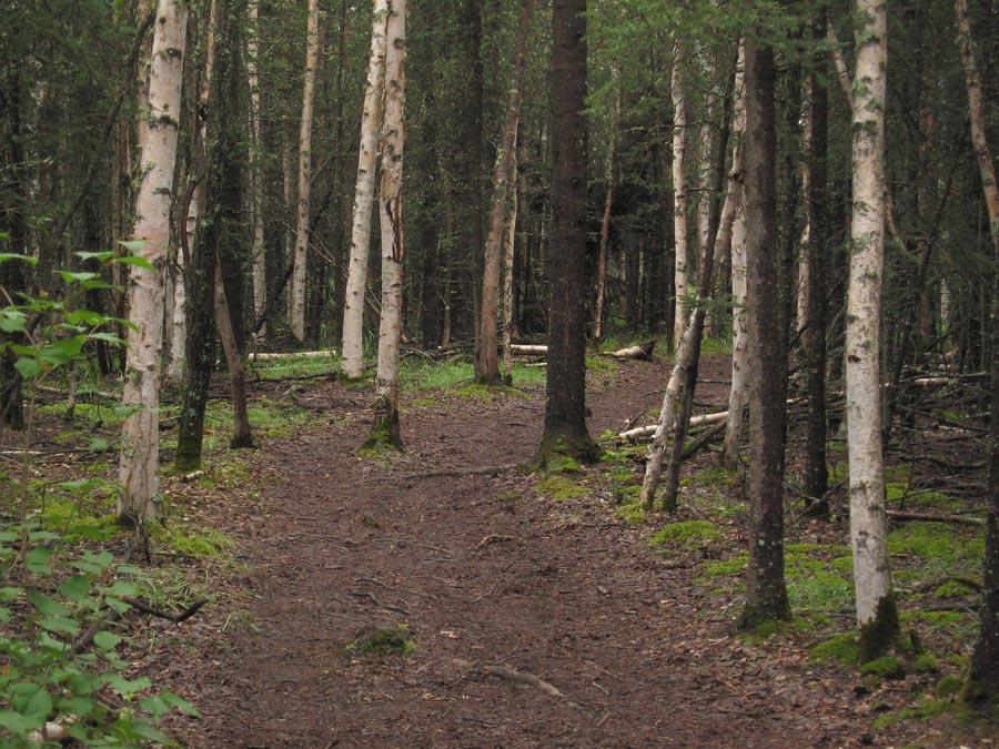 [birch+forest.jpg]