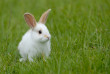 [ist1_2641563_white_rabbit_on_the_grass.jpg]