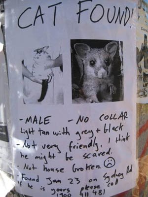 [lost-cat-poster.jpg]