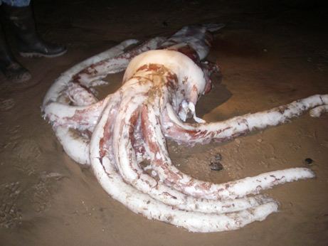[070711-squid-picture.jpg]