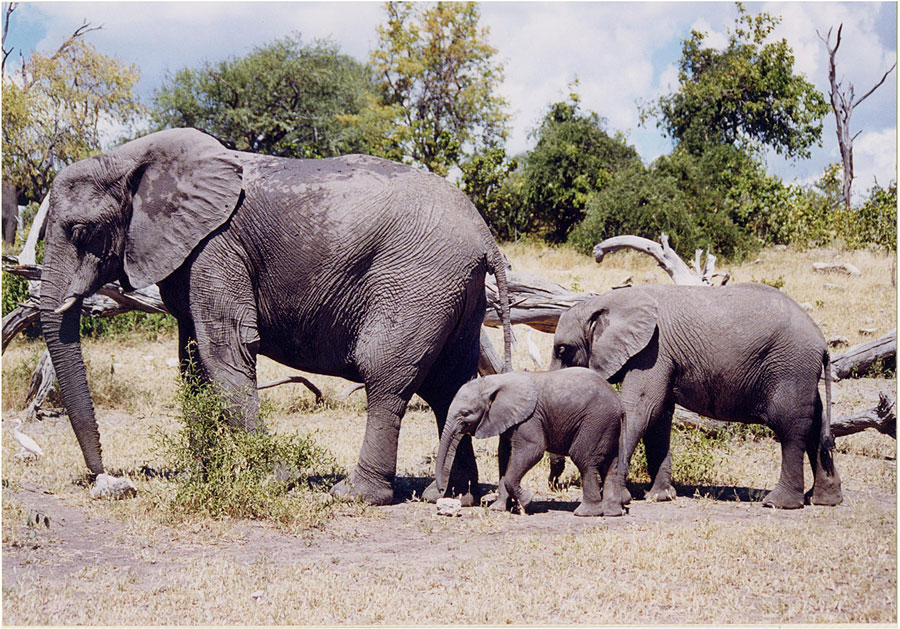 [elephants-in-botswana-lg.jpg]