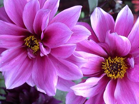 [purple_flowers669.jpg]