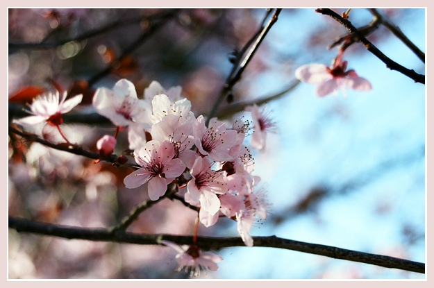 [cherry_blossom.jpg]