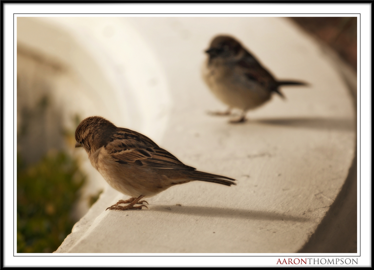 [two+small+birds+on+a+wall.jpg]