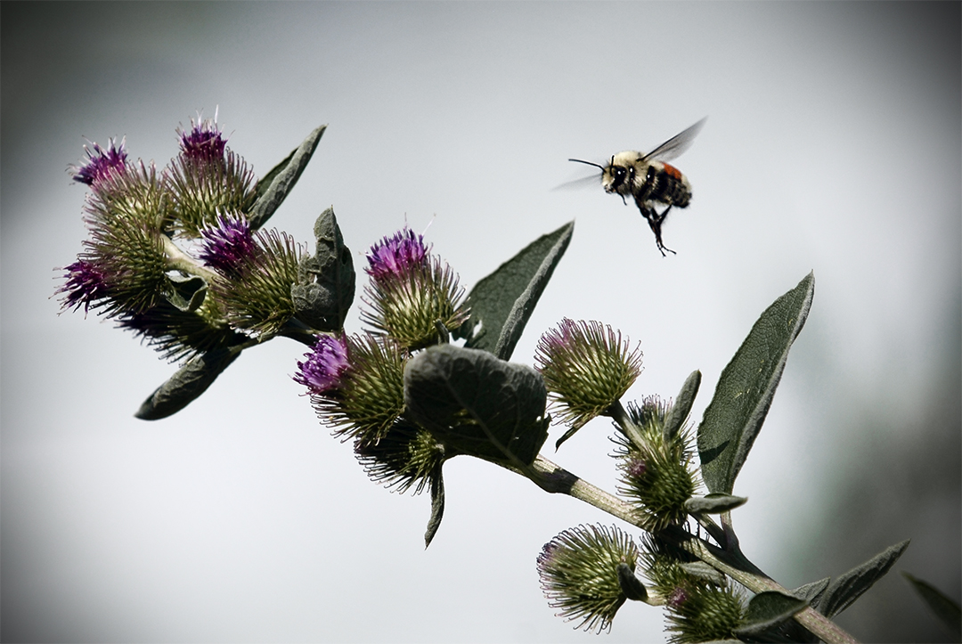 [bee+and+thistle.jpg]