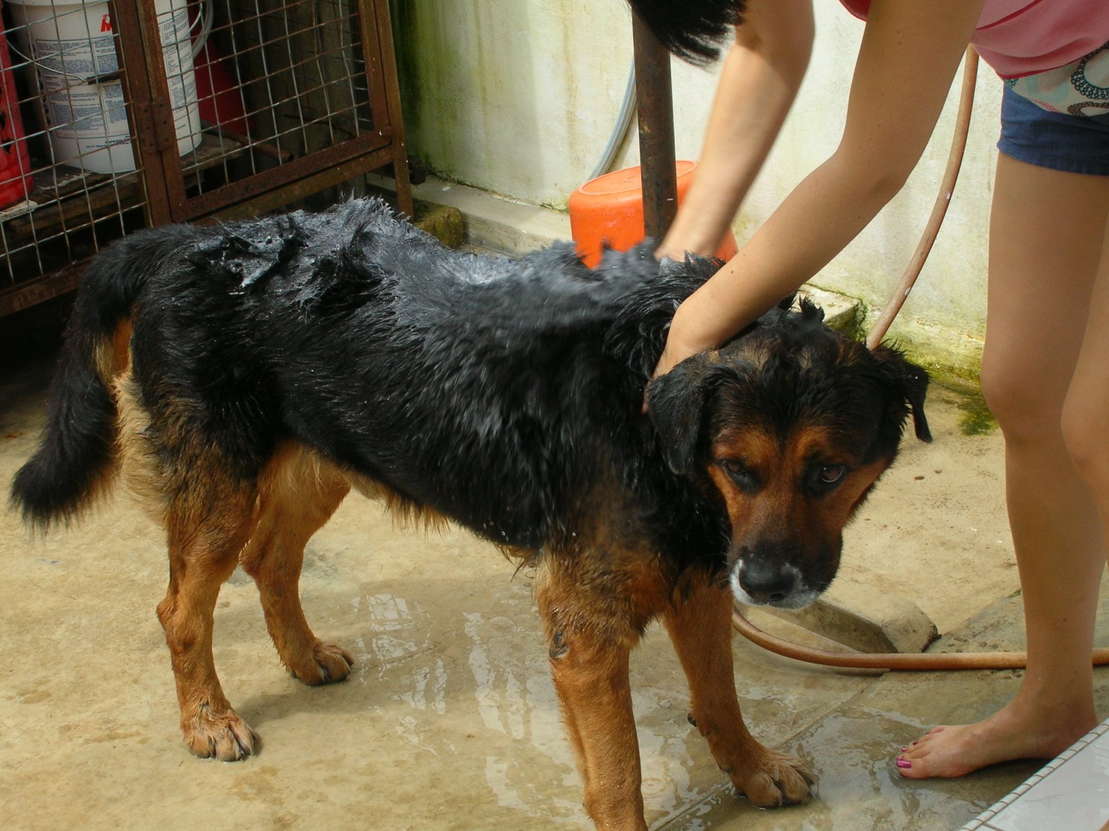 [Dog+Bathing_002.jpg]