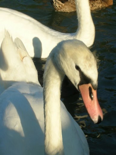 [Swans+2007-08-03++09.jpg]