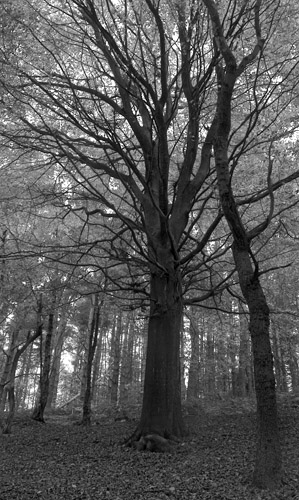 [Woodland+Tree.jpg]
