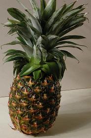 [pineapple.jpg]
