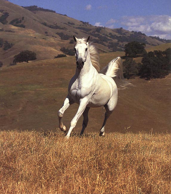 [galloping+stallion.jpg]