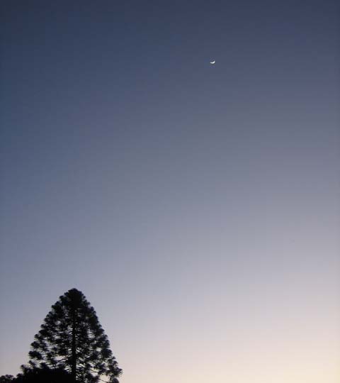 [moon&pine.jpg]