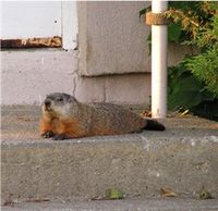 [Groundhog+lounging+(wikipedia).jpg]