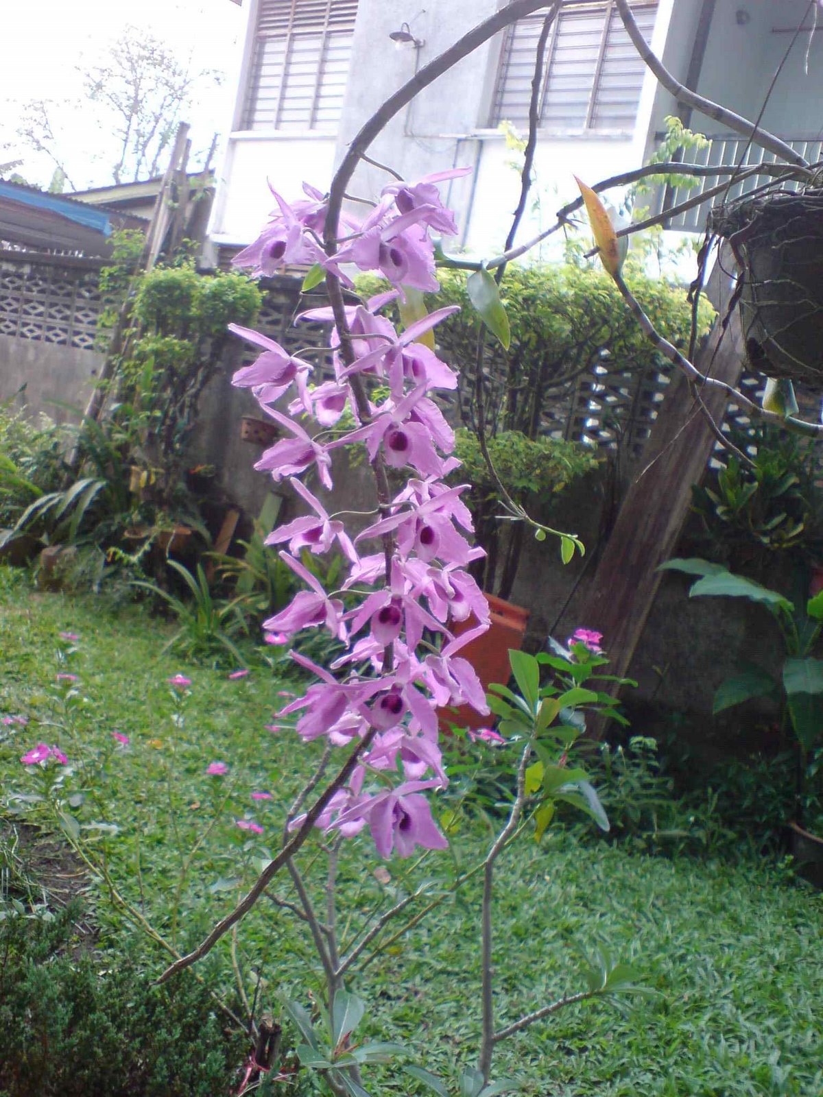 [orchid+purple.jpg]