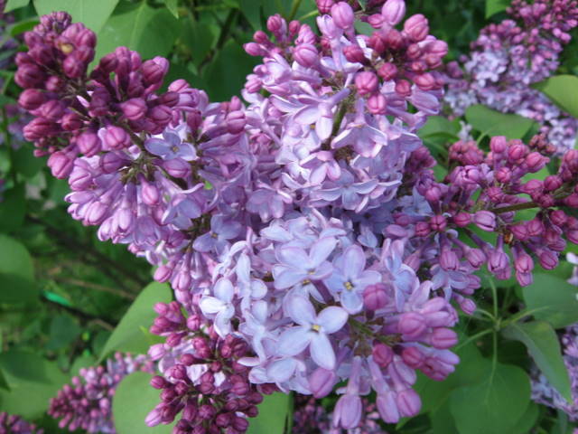 [Lilacs.jpg]