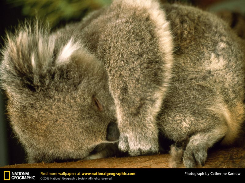 [koala-sleeping.jpg]