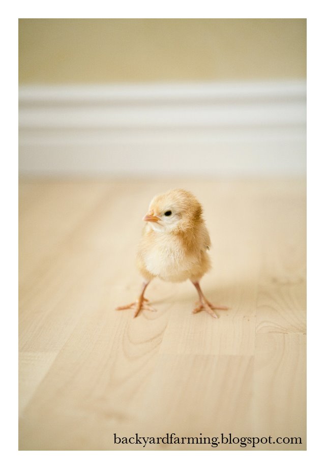 [baby+chicks02.jpg]