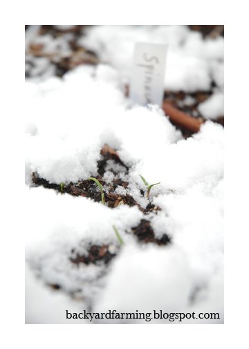 [snowgrow.jpg]