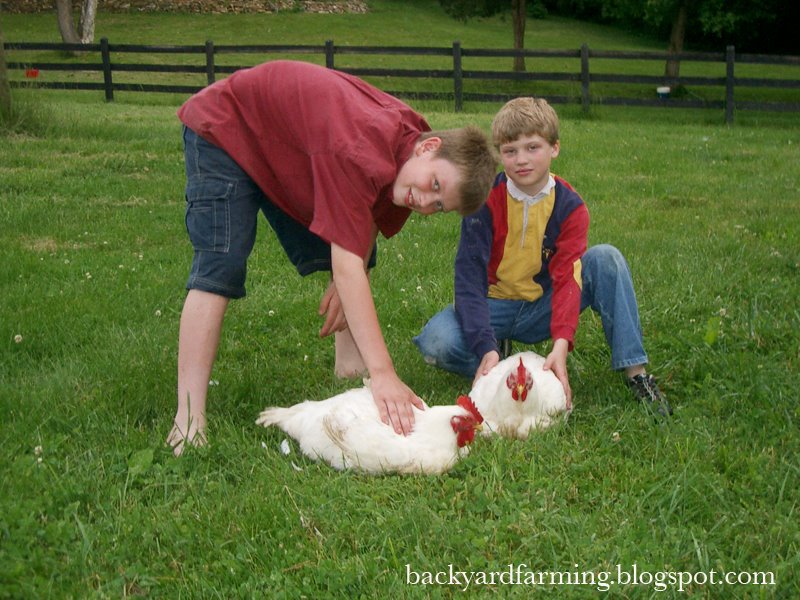 [boys+with+broiler+chickens.JPG]