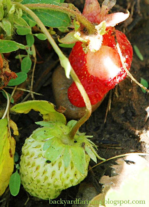 [bitten+strawberry+backyard+farming.jpg]