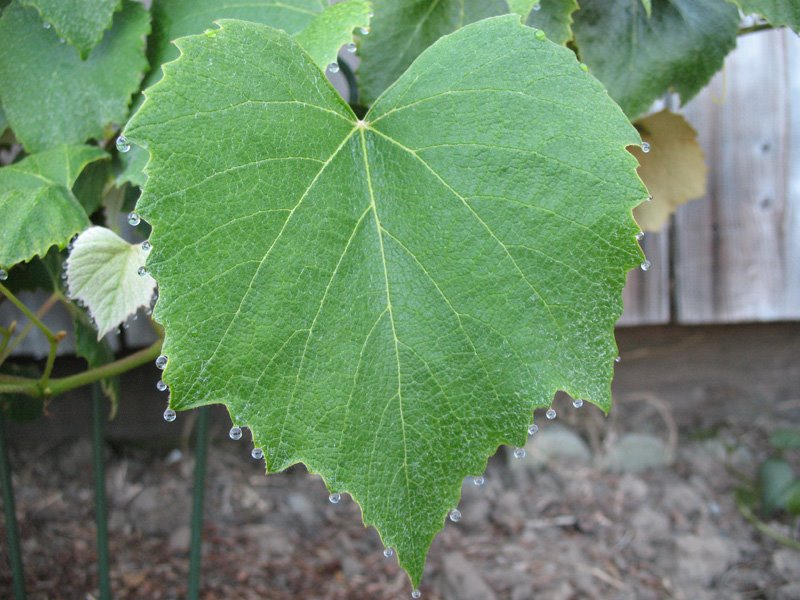 [dew_on_grape_leaves.jpg]