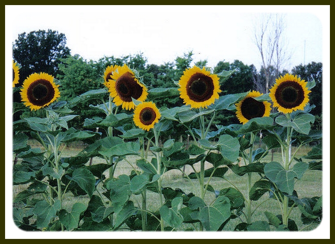 [sunflowersA.jpg]