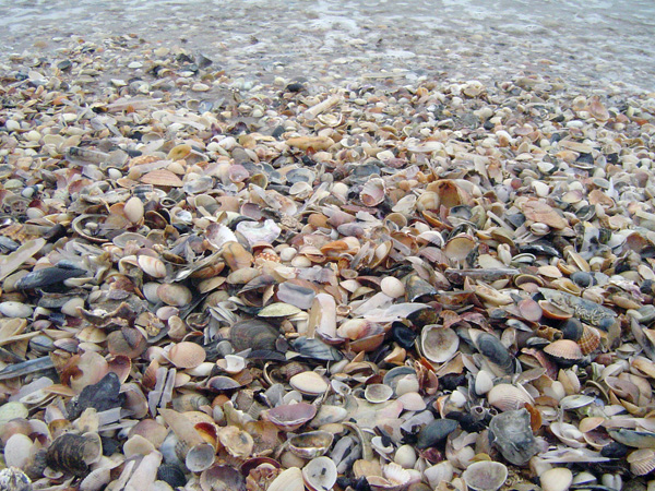 conchas da praia