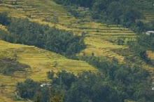 terrace farming in nepal