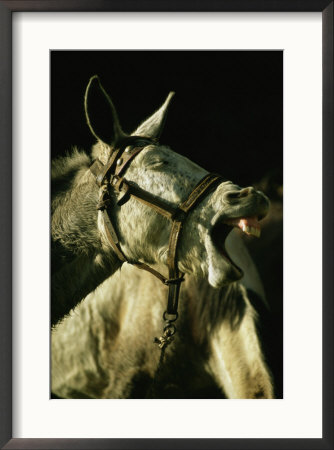 [PF_2353156~A-Bridled-Pack-Mule-Yawning-Posters.jpg]