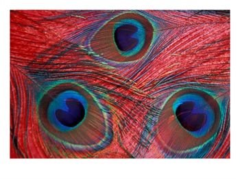 [Peacock-Feathers-Pattern-Washington-USA-Photographic-Print-C12613218.jpg]