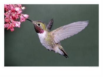 [398299~Male-Broad-Tail-Hummingbird-Posters.jpg]
