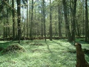 [Bialowieza+Forest,+Forest+Poland.jpg]