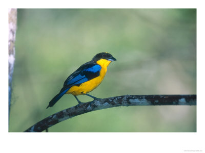 [OSJOM-00000573-001~Blue-Winged-Mountain-Tanager-Western-Slope-of-Pichincha-Volcano-Ecuador-Posters.jpg]