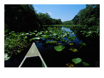 [100793~A-Canoe-Floats-on-a-River-Filled-with-Water-Lilies-Posters.jpg]