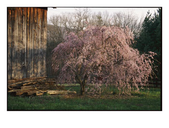 [101634~A-Japanese-Weeping-Cherry-Tree-Blooms-Beside-an-Old-Barn-Posters.jpg]