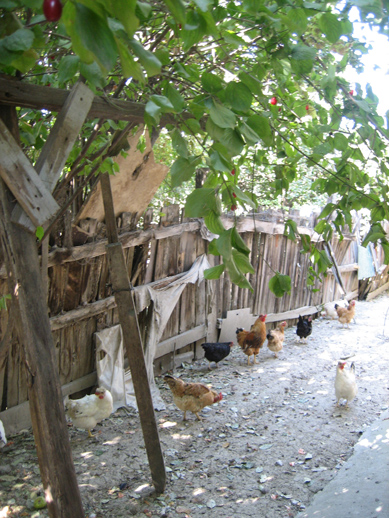 [04+Chickens+out+our+Window.jpg]