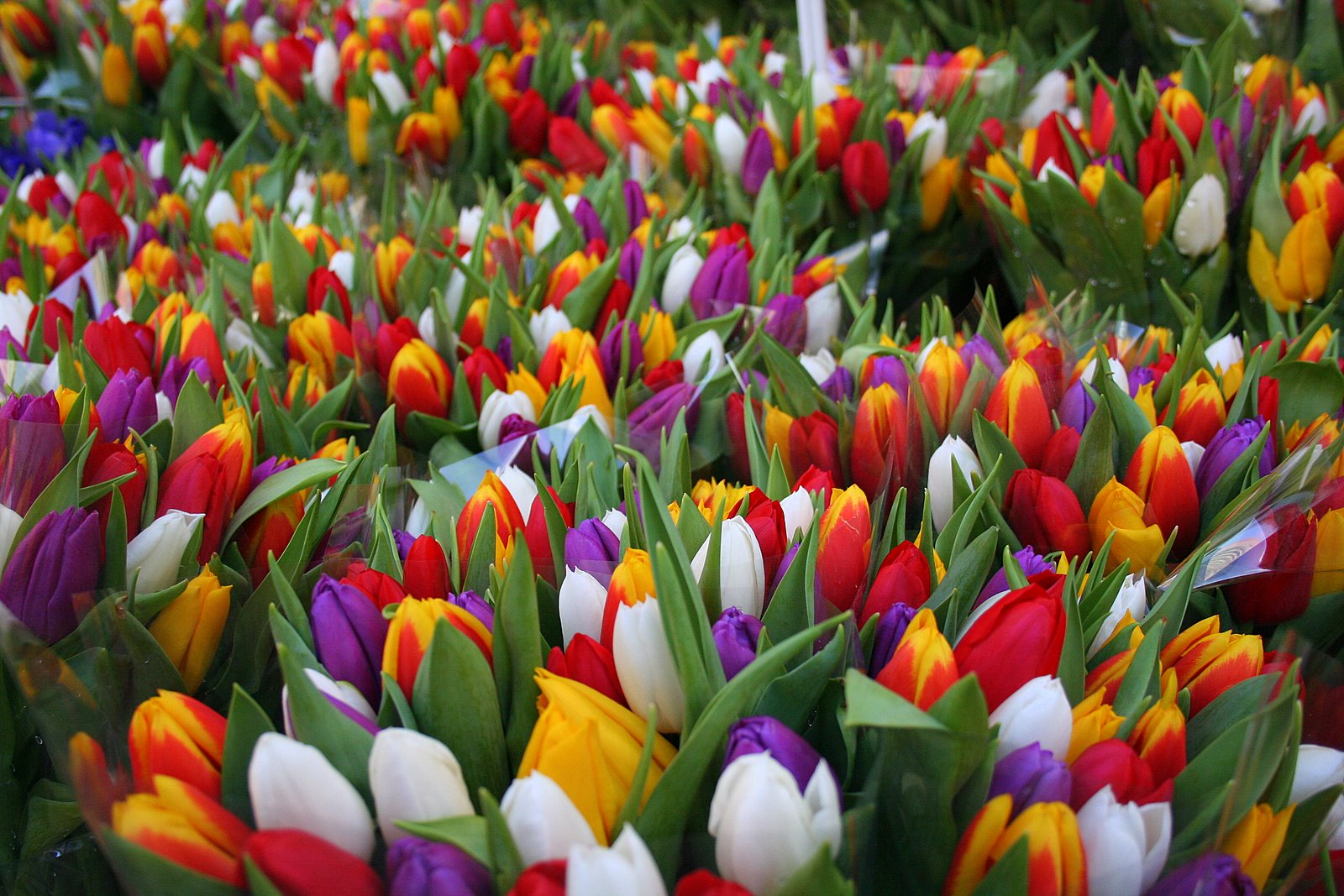 [tulips.jpg]