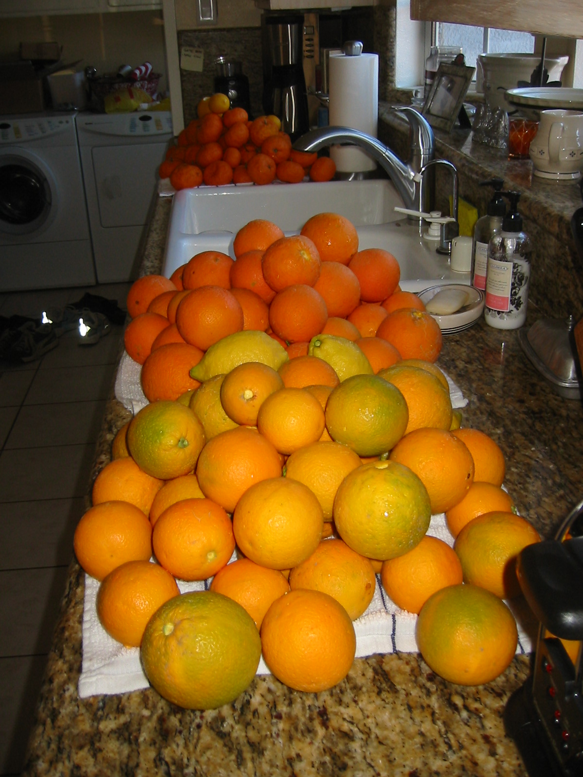 [citrus+harvest.JPG]