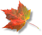 [fall_leaf.jpg]