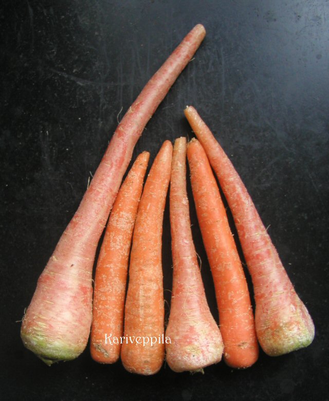 [Carrots.JPG]