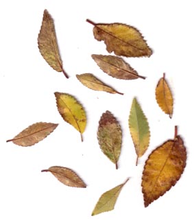 [leaves.jpg]