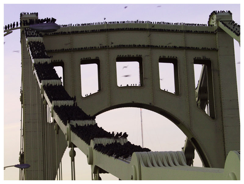 [Pittsburgh+bird+bridge.jpg]