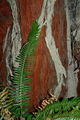 Fern and Redwood