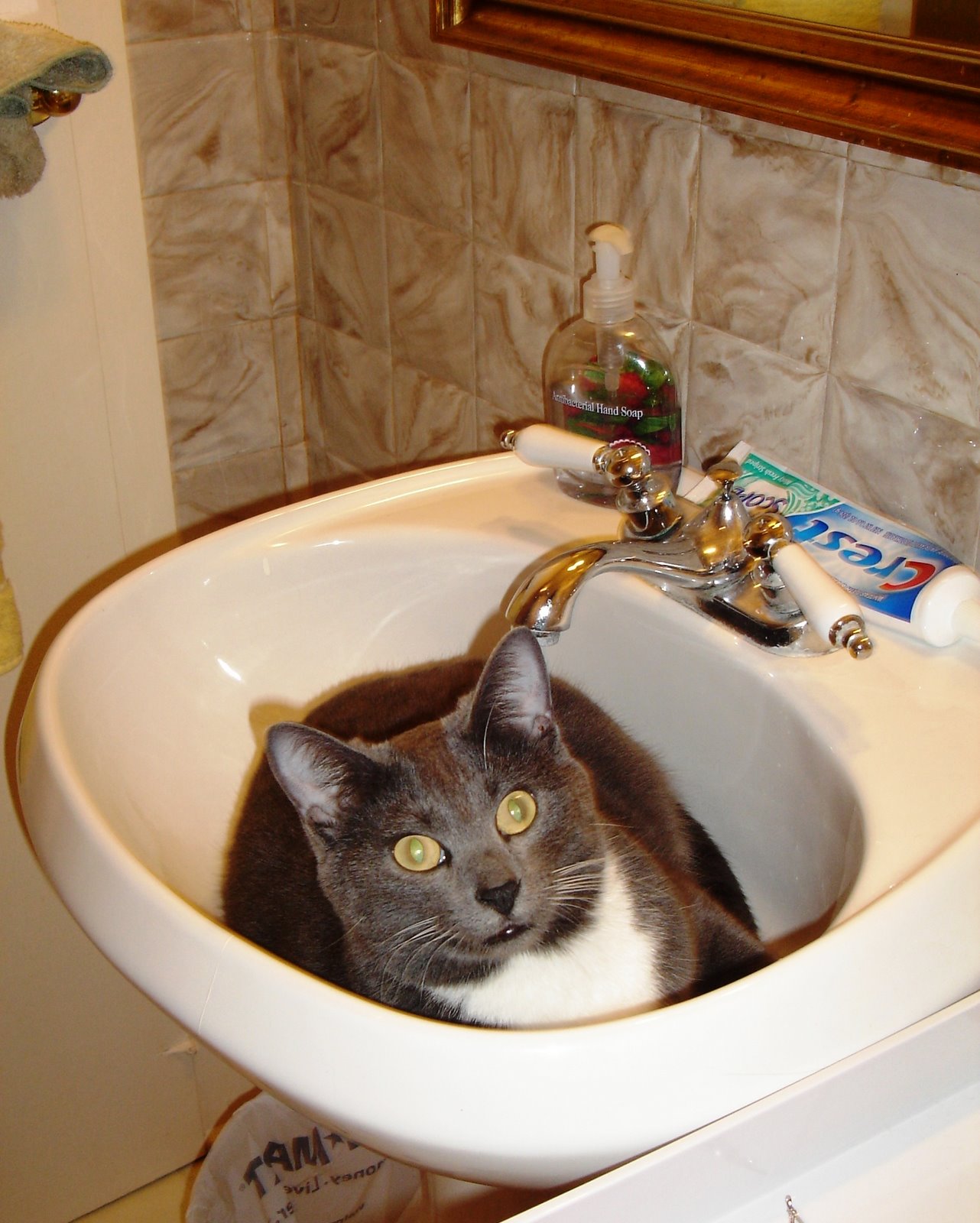 [kitty+in+the+sink.JPG]