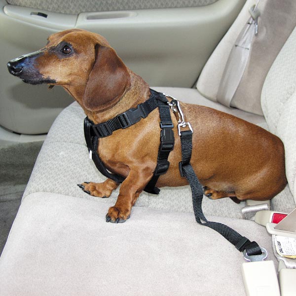 [doggie+car+seat.jpg]